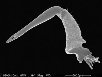 Media type: image;   Invertebrate Zoology 134690